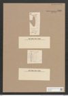 Synedra pulchella var. naviculacea Grun. (de-Toni-Nr.: Genus 66, Species 2582) Zeichnungen Sammlung Grunow Nr. 5166 (NHMW-BOT-W0373489)